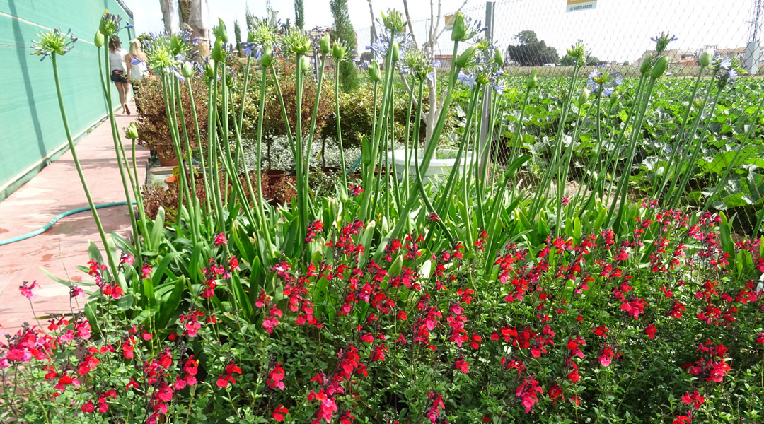 Plantas vivaces en Albogarden