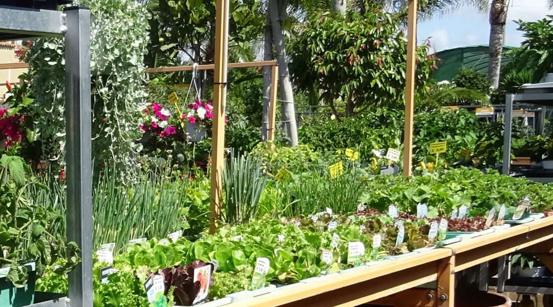 Planteles hortícolas en albogarden