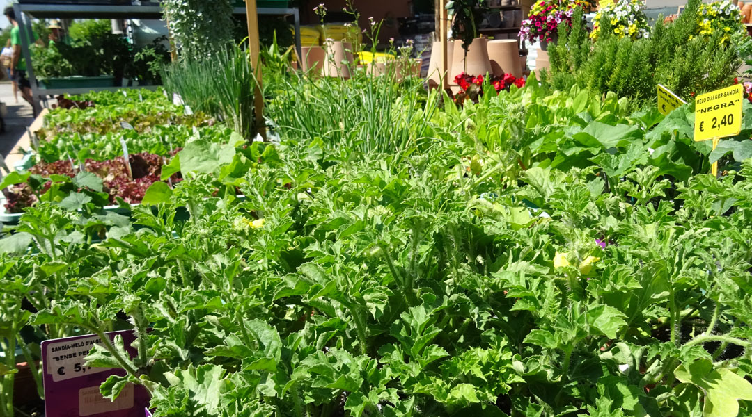 Planteles hortícolas en albogarden