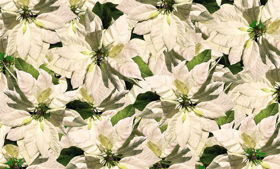 Poinsettias blancas en Albogarden