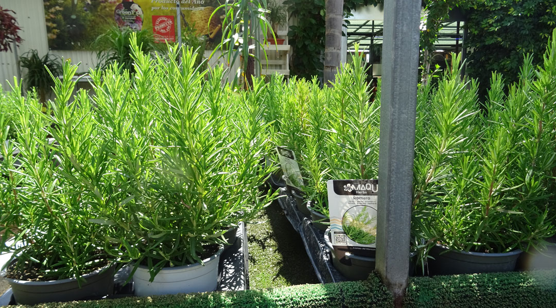 Romero MaQu en Albogarden
