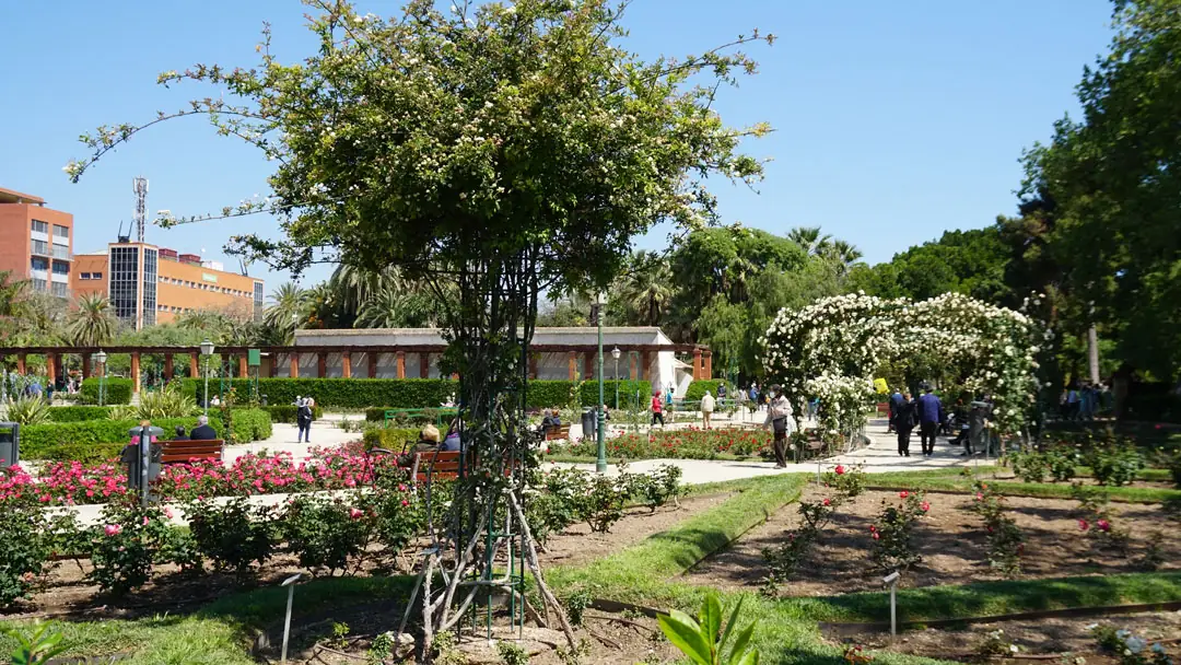 Rosal de pie alto llorón