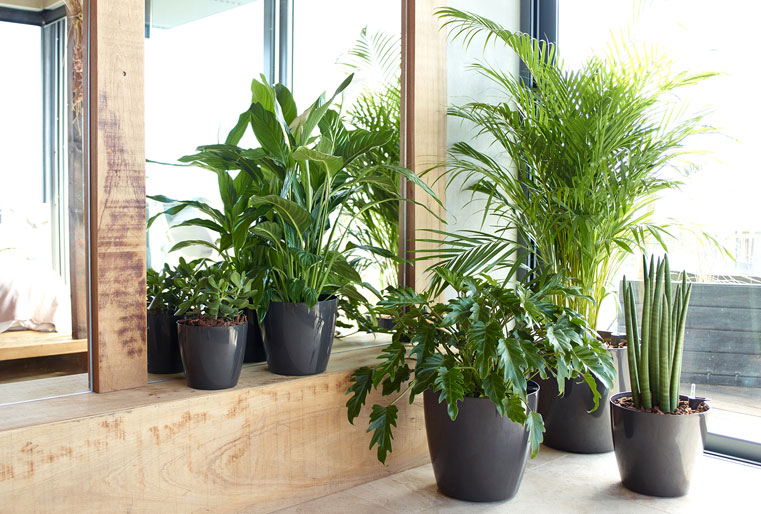 Maceta San Remo en Albogarden