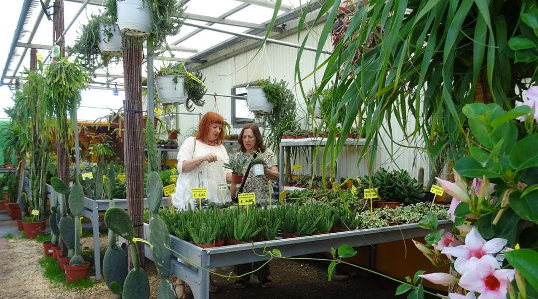 Cactus y suculentas en Albogarden