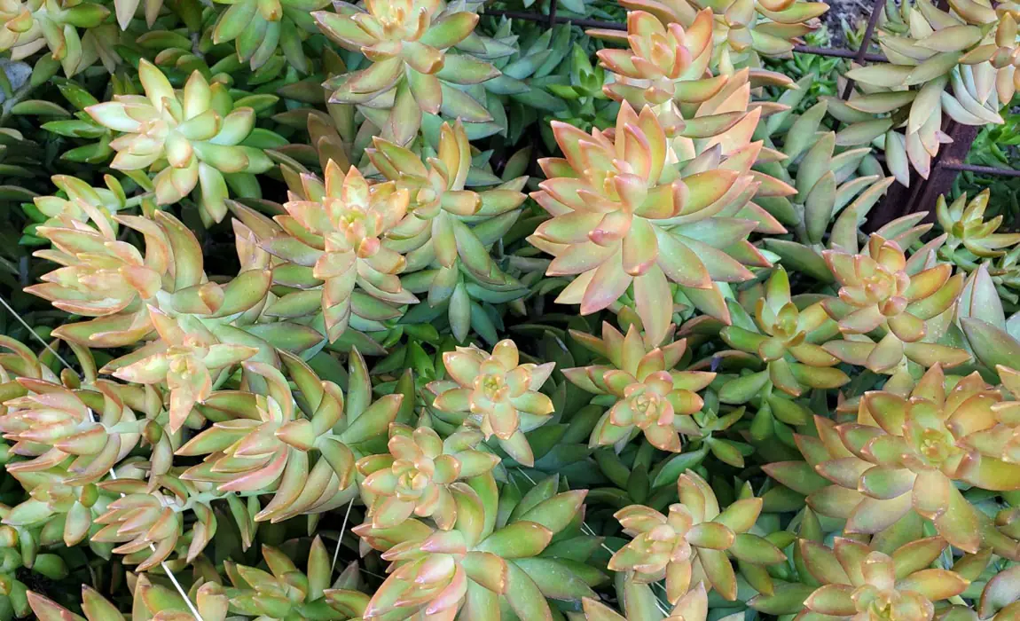 Sedum sediforme