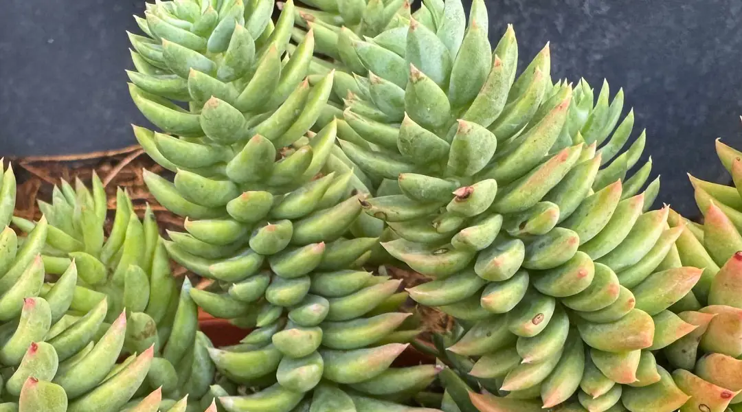 Follaje de Sedum sediforme