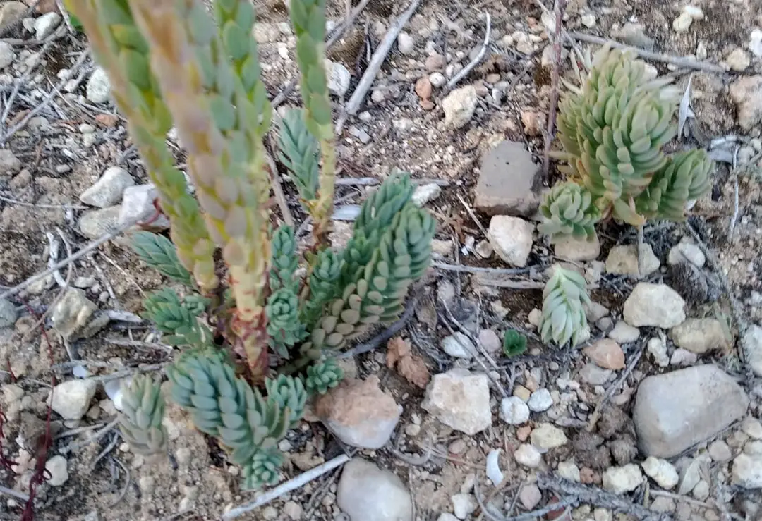 Sedum sediforme en jardín