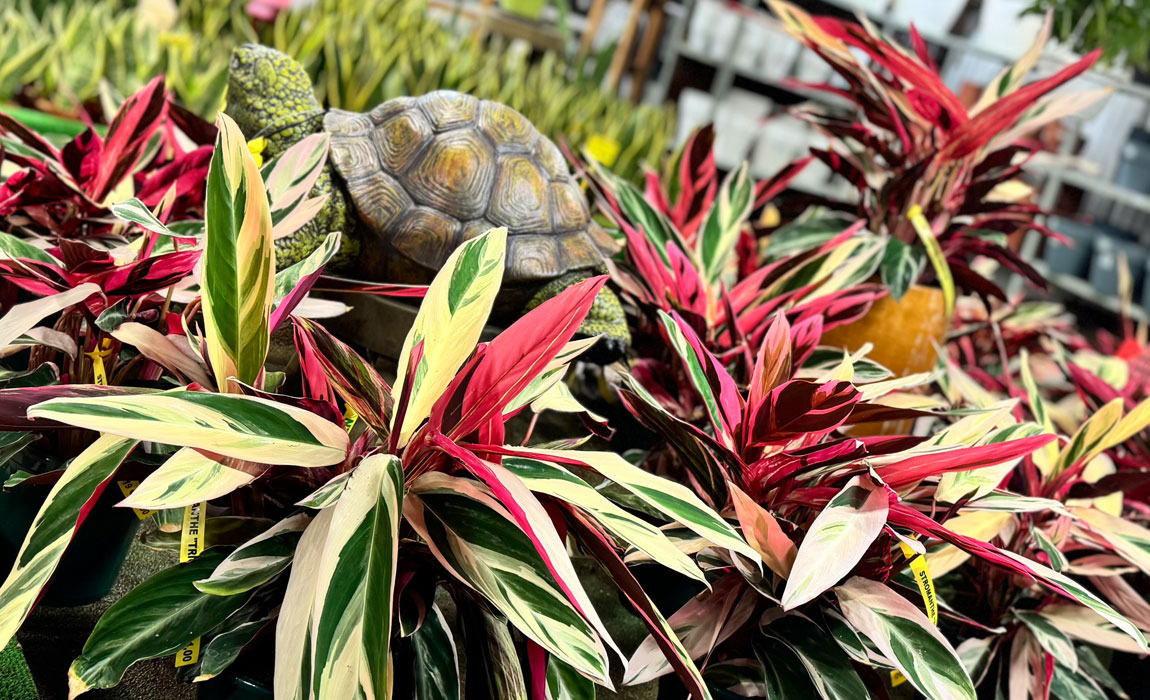 Stromanthe thalia ‘Triostar’