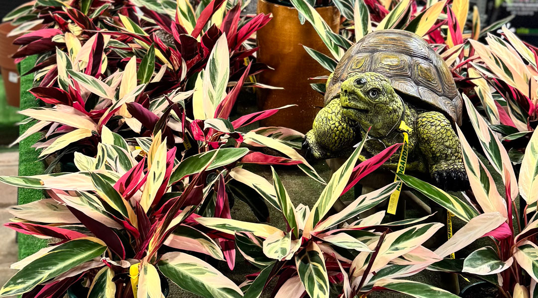 Plantas de Stromanthe thalia 'Triostar' en Albogarden Plantas de Stromanthe thalia 'Triostar' en Albogarden