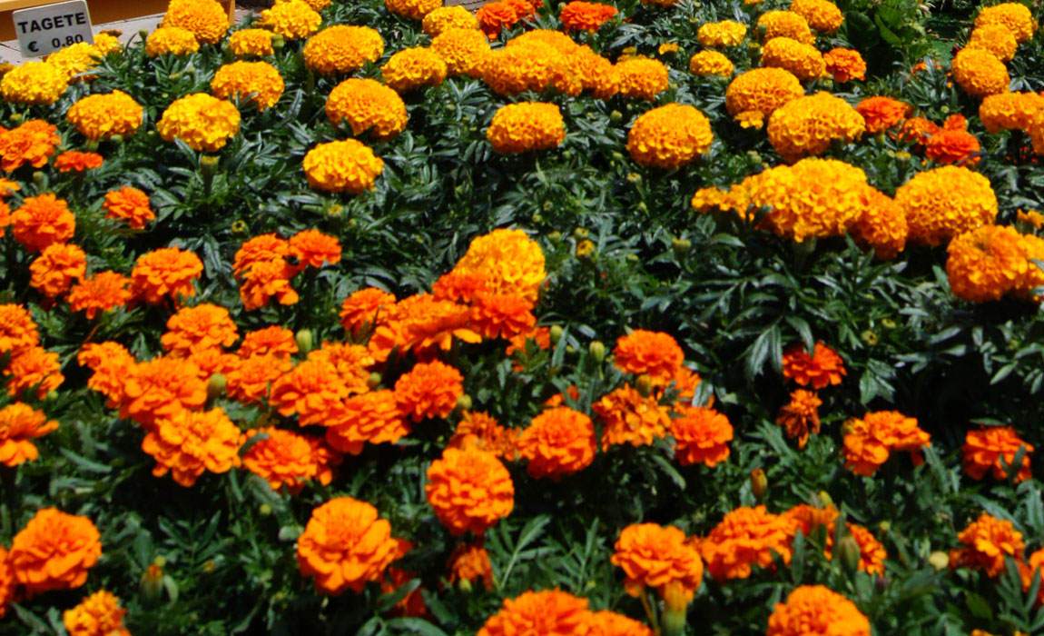 Tagetes y sus cuidados