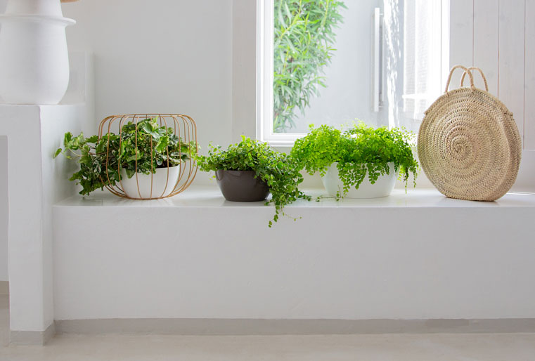 Tarrina San Remo en Albogarden