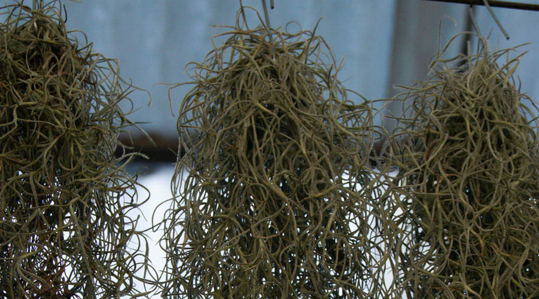 Tillandsia usneoides