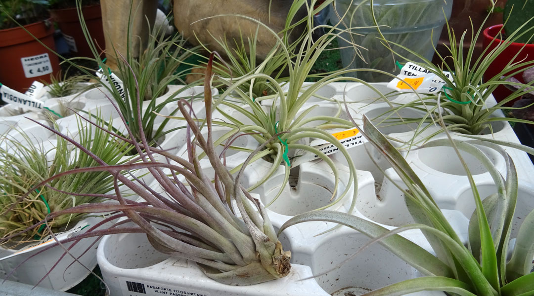 Tillandsias en Albogarden